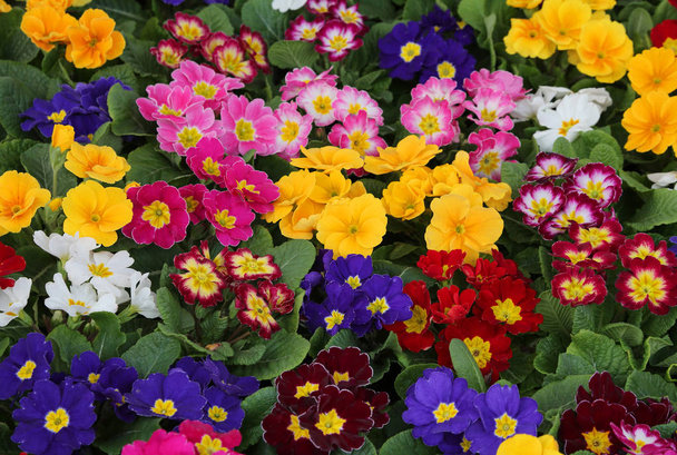 achtergrond van vele kleurrijke Primula - Foto, afbeelding