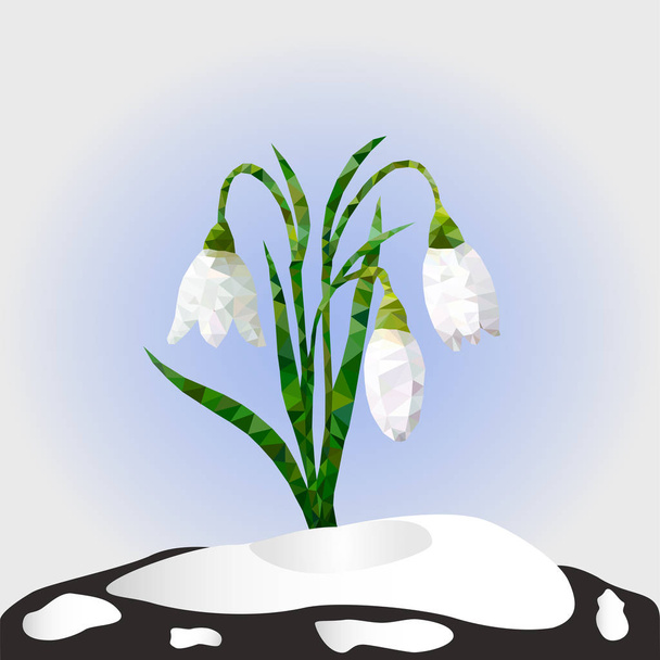 Vector illustration. Spring snowdrop flowers on a snow. - Вектор,изображение