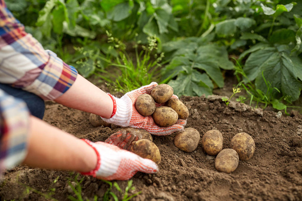 farmer with potatoes at farm garden - Valokuva, kuva