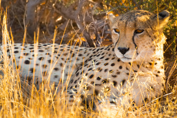 gepard w parku narodowym etosha namibia - Zdjęcie, obraz