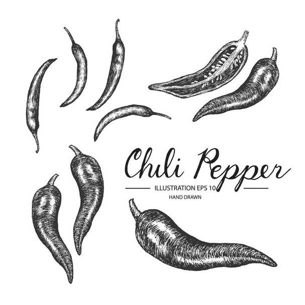Set of chili pepper. Hand drawn collection by ink and pen sketch. - Vector, Image