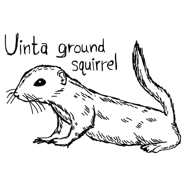 Uinta ground squirrel - векторный рисунок руки, нарисованный черными линиями, выделенный на белом фоне
 - Вектор,изображение