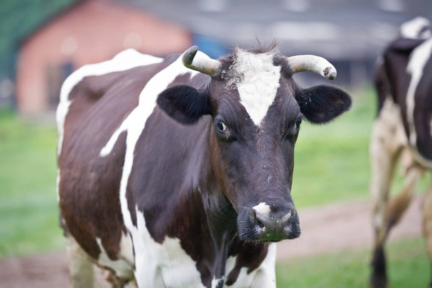 Close-up portrait cow on a meadow - Фото, зображення