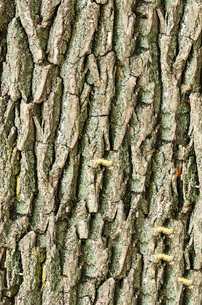 Texture, background, seamless pattern. This is useful for designers. bark of tree. Outside, above the timber, piece of trunks, stems and roots of woody plants - Photo, Image