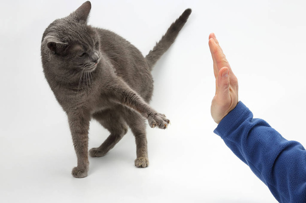 pata de gato cinza com garras estendidas, fica na palma da mão de uma pessoa
 - Foto, Imagem