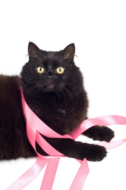 μαύρη γάτα παίζει με ροζ κορδέλα - Φωτογραφία, εικόνα