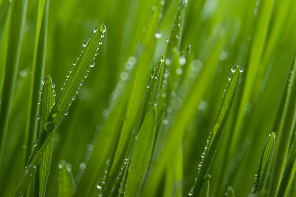 Macro of grass with dew - Photo, Image