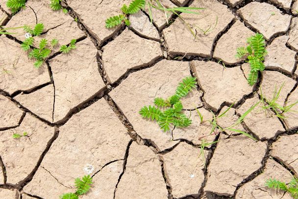 Background, Texture.  Cracks in the ground soil erosion. the pro - Photo, Image