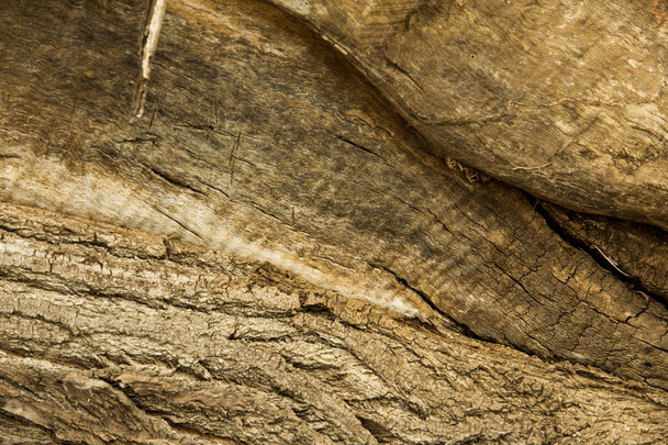 Texture, background. bark of tree. Poplar bark. - 写真・画像