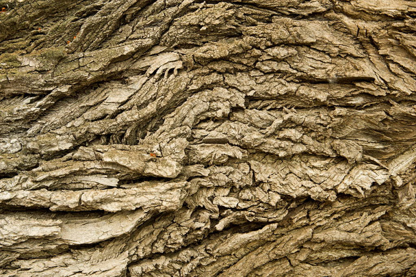 Textura, fondo. corteza de árbol. Corteza de álamo
. - Foto, imagen