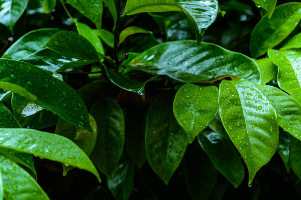 Wet leaf after rain - Fotó, kép