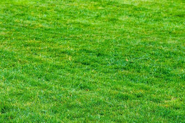 Textur, Hintergrund. Rasen getrimmt. gepflegter Rasen grün. Spielplatz im Garten, Park, am Boulevard, mit Gras gesät - Foto, Bild