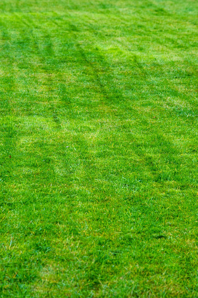 текстура, фон. Лужайка подстрижена. Маникюрный зеленый газон. Детская площадка в саду, парк, на бульваре, посеянная травой
 - Фото, изображение