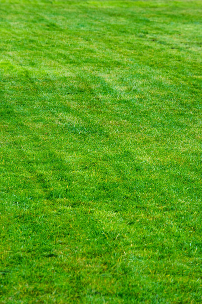 het patroon, achtergrond. Gazon geknipt. Gemanicuurde gazon groen. Speeltuin in de tuin, het park, aan de boulevard, ingezaaid met gras - Foto, afbeelding