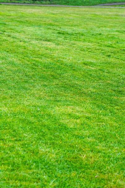 текстура, фон. Газон обрізаний. Доглянутий газон зелений. Дитячий майданчик в саду, парк, на бульварі, посіяний травою
 - Фото, зображення