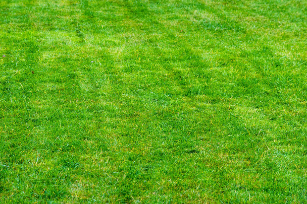 textura, pozadí. Trávník oříznuta. Pěstěném trávníku jsou zelené. Hřiště na zahradě, v parku, na boulevard, oseté trávy - Fotografie, Obrázek