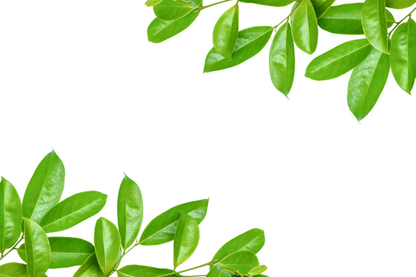 leaf green isolate - Photo, Image