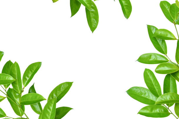 leaf green isolate - Fotografie, Obrázek