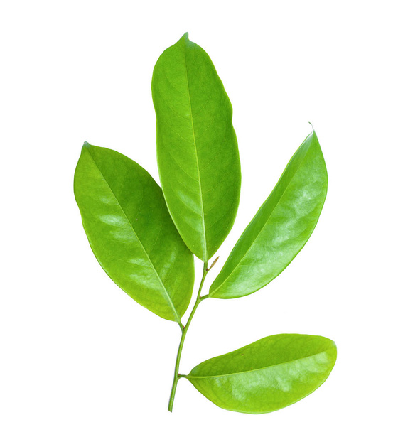 Листя зелене ізолювати
 - Фото, зображення
