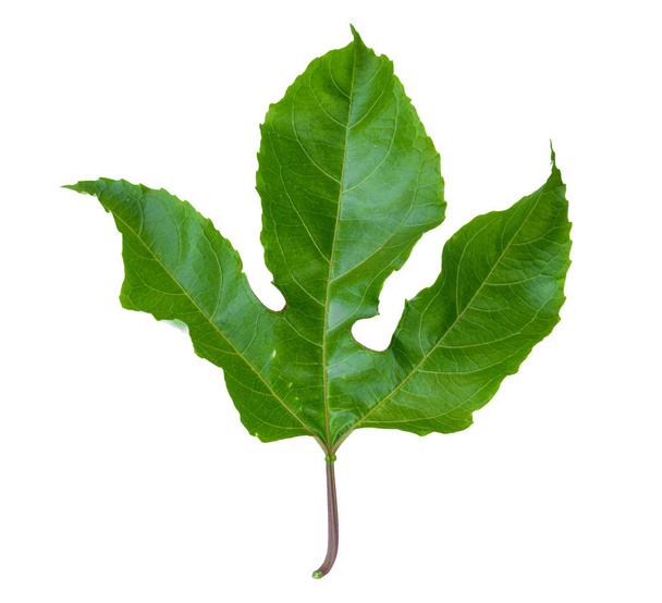 зеленый лист изолята
 - Фото, изображение