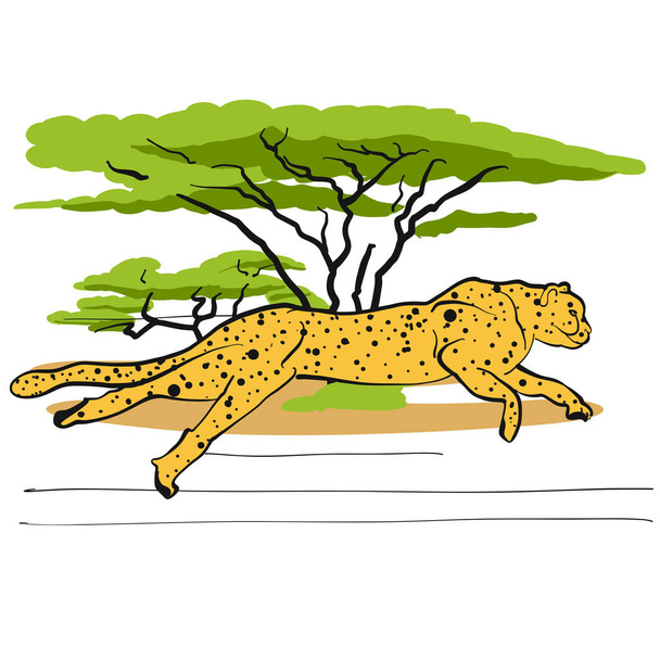 Cheetah em Savannah
 - Vetor, Imagem