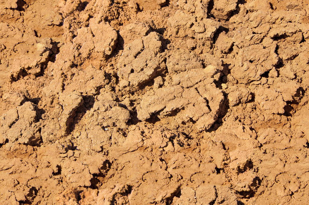 Texture, background, seamless pattern. This is useful for designers. a crack in the ground, drought, sun. absence of water. Slit narrow groove on the surface. - Photo, Image