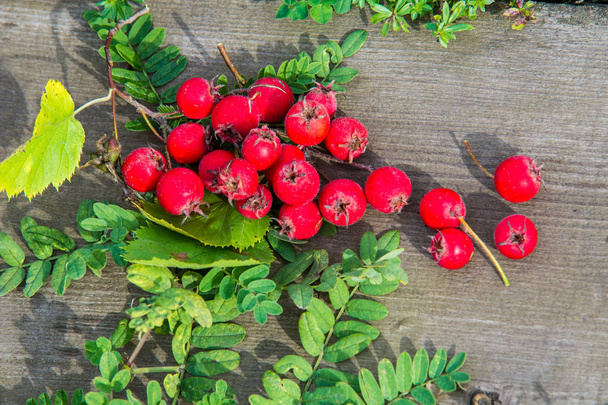 テクスチャ、背景。サンザシの果実、vnitethorn、サンザシ、とげのある低木または白、ピンク、または赤の花と小さな赤い果実 (ホーズ、家族のバラの木の). - 写真・画像