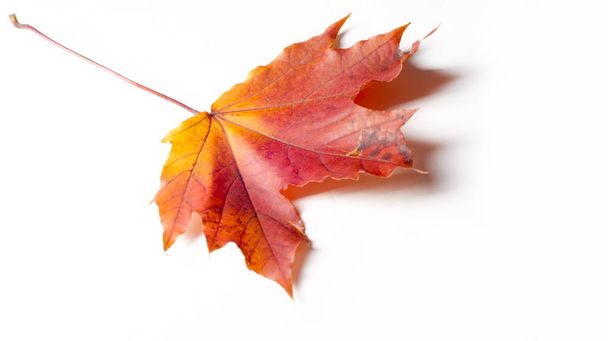 Texture, background. Yellow autumn leaves. Autumn maple leaf. Ph - Foto, Bild