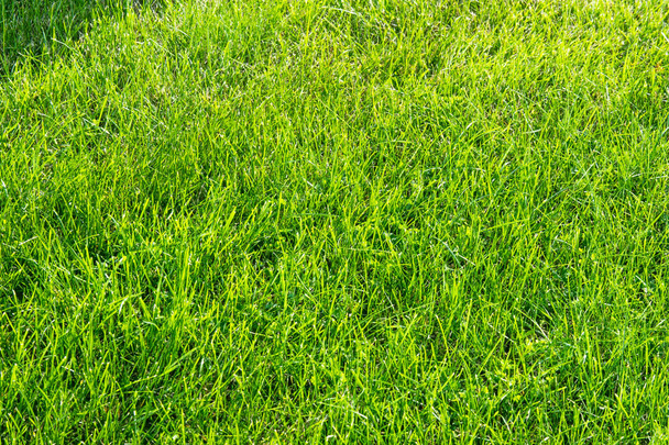 текстура, фон. Лужайка подстрижена. Маникюрный зеленый газон. Детская площадка в саду, парк, на бульваре, посеянная травой
 - Фото, изображение