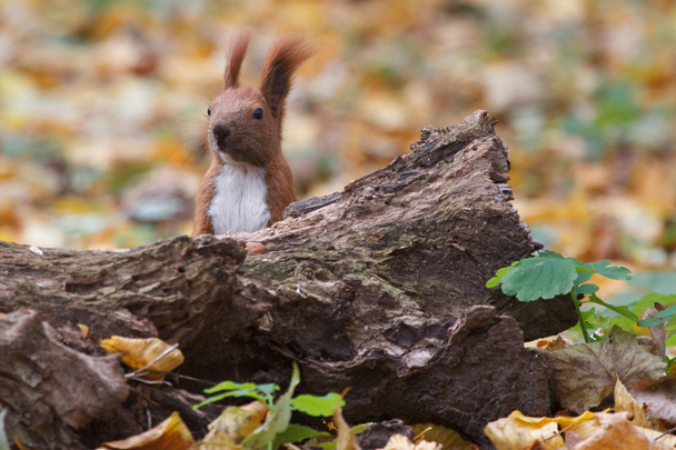 Esquilo selvagem escondido atrás de um toco de árvore no outono
 - Foto, Imagem