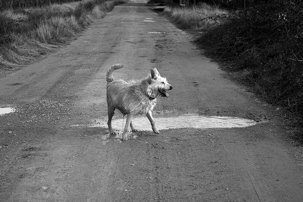 Σκύλος λασπόλουτρο - Φωτογραφία, εικόνα