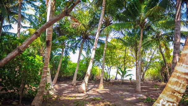 Palm leaves.Tropical Forest on the island in indian ocean.Beautiful landscape of humid tropical jungle .Picture of a tropical forest background  - Photo, image