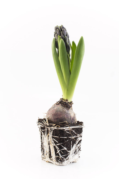 Jacinthe avec ampoule et racines, prête à être transplantée
 - Photo, image