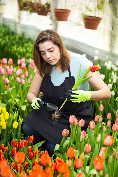 Женщина садовник флорист держа букет цветов, стоя в теплице, где выращивают тюльпаны, улыбающийся садовник держа тюльпаны с луковицами, Спрингтайм, много тюльпанов, цветочная концепция
 - Фото, изображение