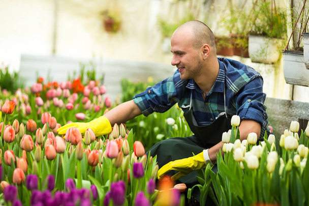 Floristen Mann arbeitet mit Blumen in einem Gewächshaus. Frühling, viele Tulpen, Blütenkonzept, industrieller Anbau von Blumen, viele schöne farbige Tulpen - Foto, Bild