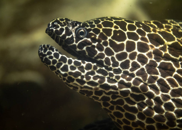 Laced moray eel (Gymnothorax favagineus) with mouth open - Photo, Image