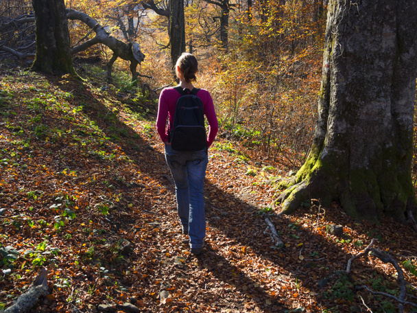 Autumn walk in the forest - Zdjęcie, obraz