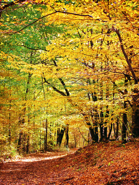 осінній ліс
 - Фото, зображення