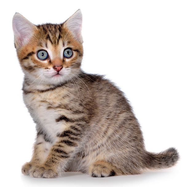 Taquigrafía brindled gatito
 - Foto, imagen