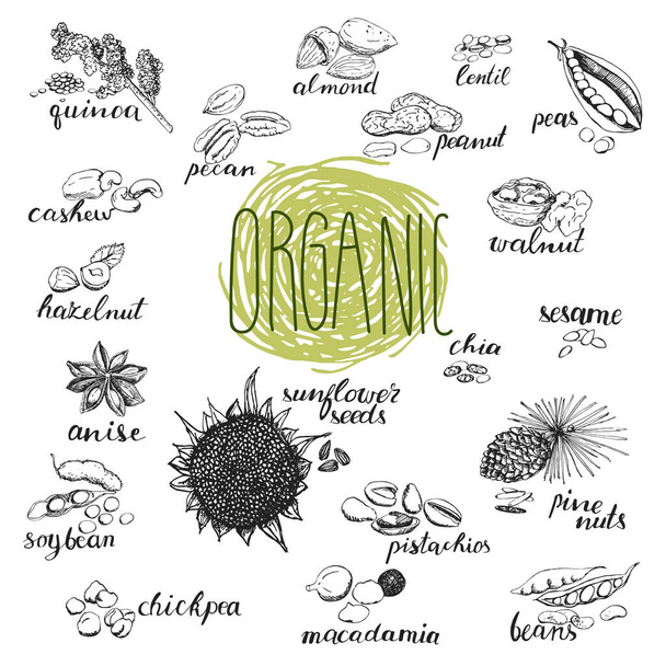 Samen und Nüsse gesetzt. Handgezeichnete Skizzen von organischen Pflanzen. - Vektor, Bild