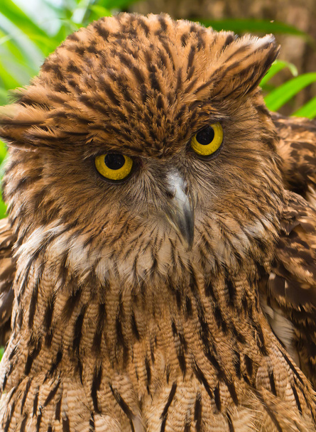 baykuş yüz - Fotoğraf, Görsel