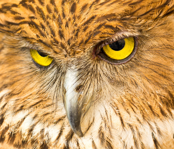 Face of Owl - Photo, Image