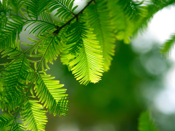 Green fir branch in a forest - Фото, изображение