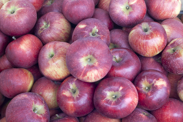 wiele świeżych dojrzałych jabłek ekologicznych - Zdjęcie, obraz