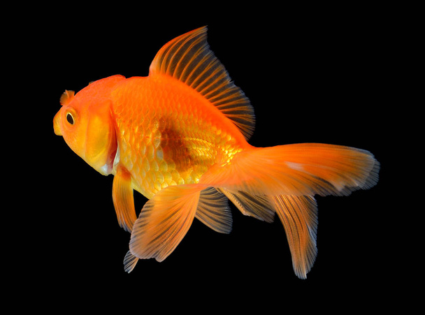 zlaté ryby na černém pozadí - Fotografie, Obrázek
