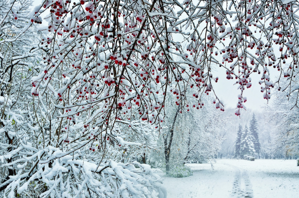 Hermoso paisaje de invierno - nevadas en el parque de la ciudad
 - Foto, imagen