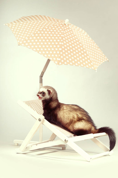 Funny ferret female on beach chair in studio - Fotoğraf, Görsel