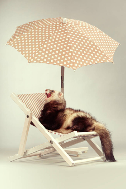 Funny ferret male on beach chair - Photo, Image