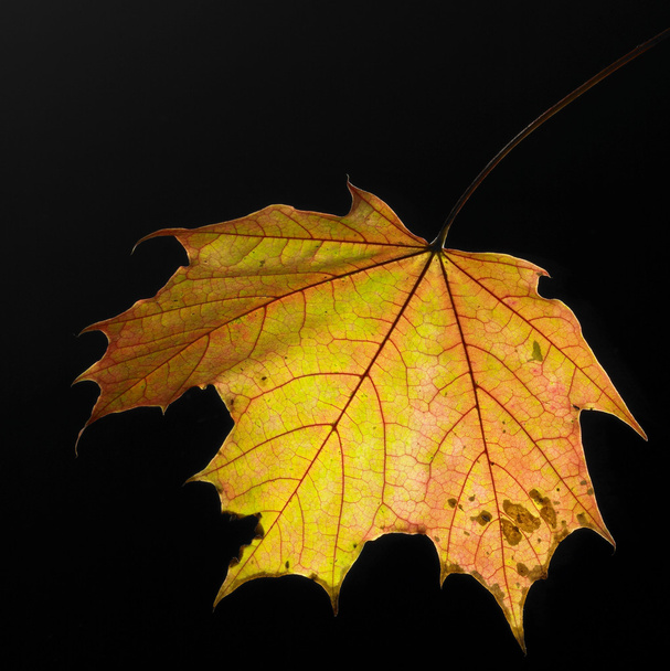 barevné podzimní listí - Fotografie, Obrázek