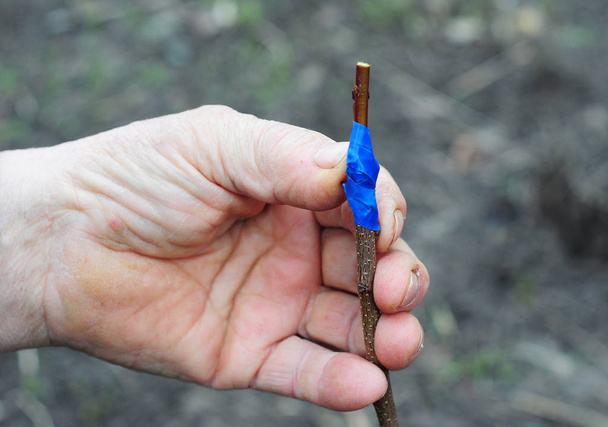 Grafting fruit trees step by step. Gardener  Graft a Tree in Spring. - Photo, Image